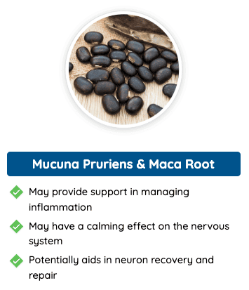 Mucuna Pruriens & Maca Root - Natural ingredients in Quietum Plus that support inflammation management, nervous system relaxation, and neuron recovery.